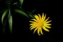 fiore giallo