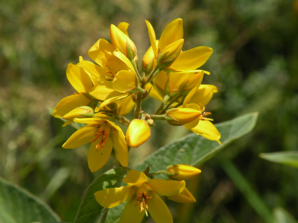 fiore giallo