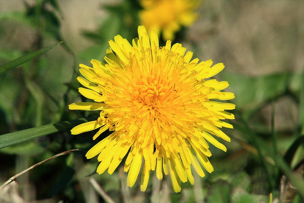 Fiore Giallo