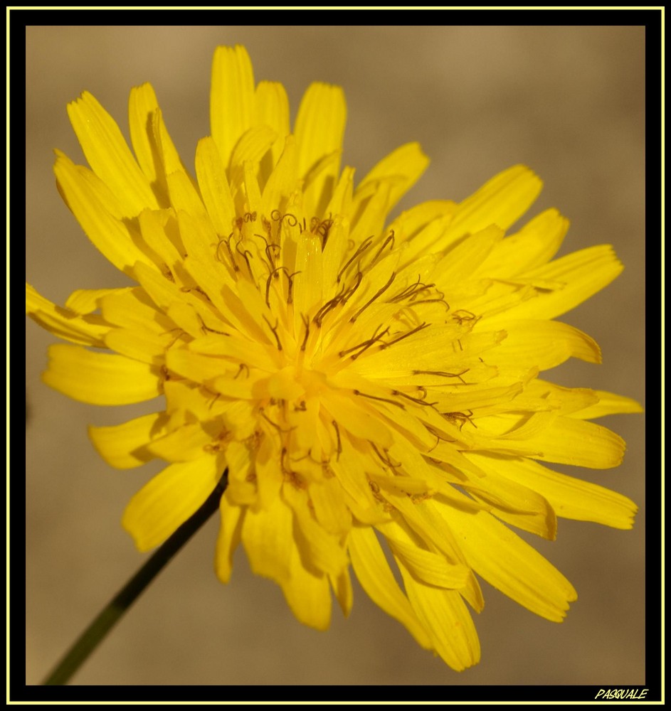 fiore giallo