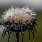 fiore giallo soffione