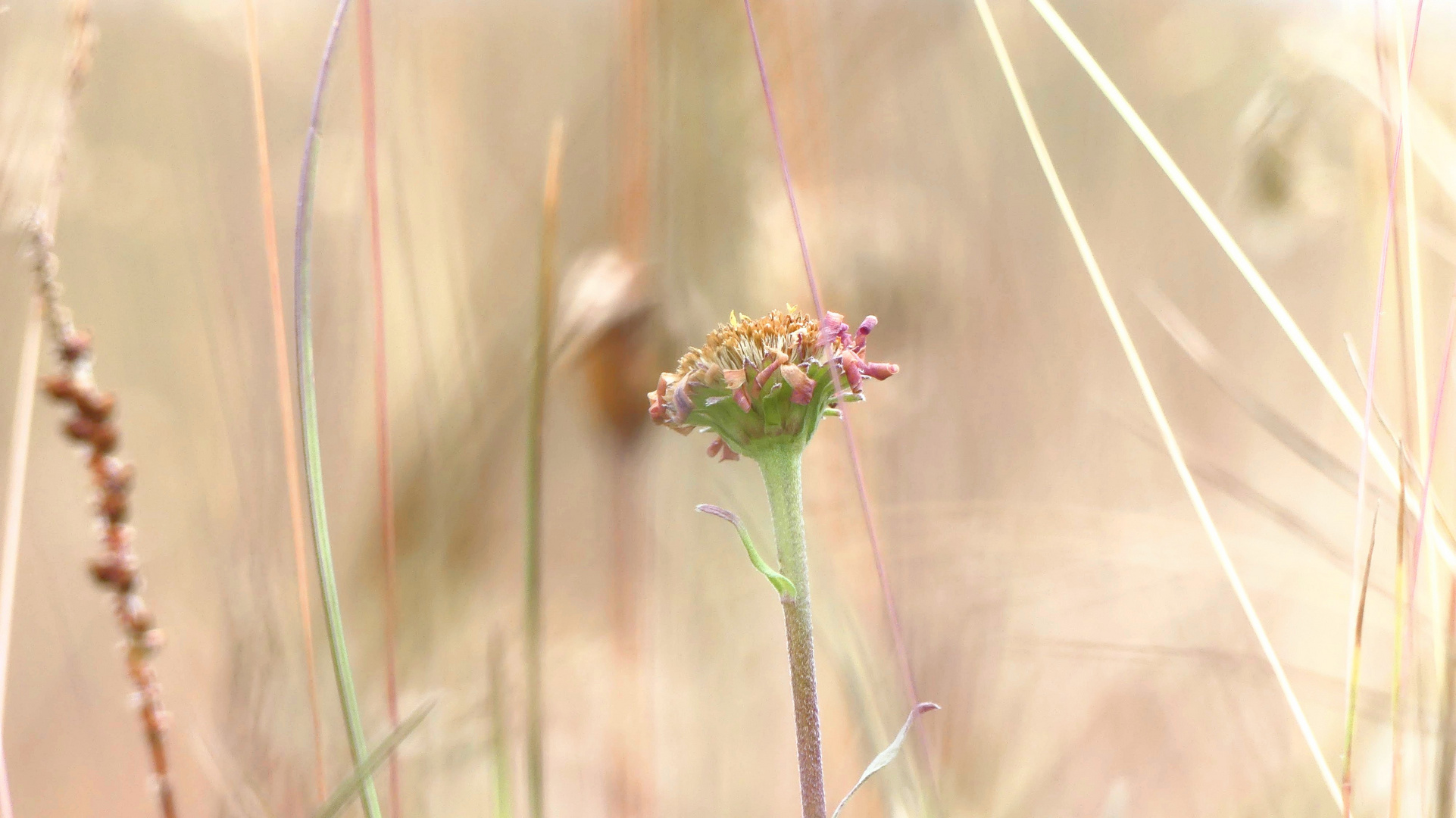 Fiore in alta montagna 