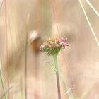 Fiore in alta montagna 