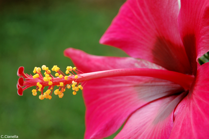 Fiore in macro