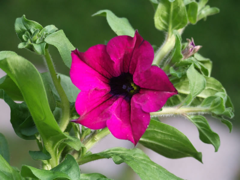 Fiore in primavera