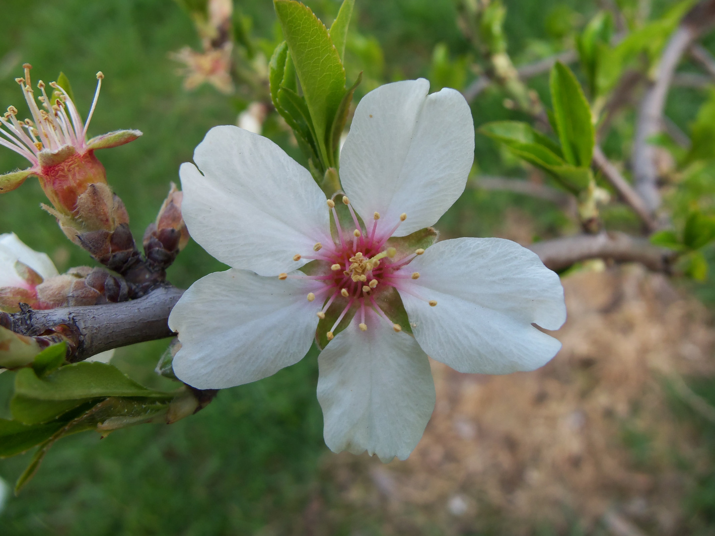 Fiore in un prato