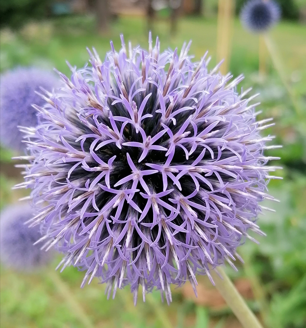 Fiore in Val Fiscalina