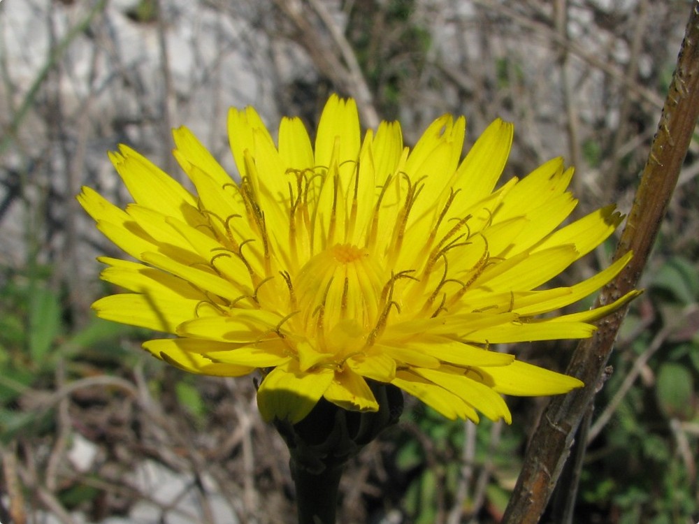 Fiore (infiorescenza) di Taràssaco (Taraxacum officinale)