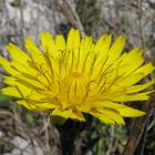 Fiore (infiorescenza) di Taràssaco (Taraxacum officinale)