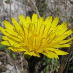 Fiore (infiorescenza) di Taràssaco (Taraxacum officinale)