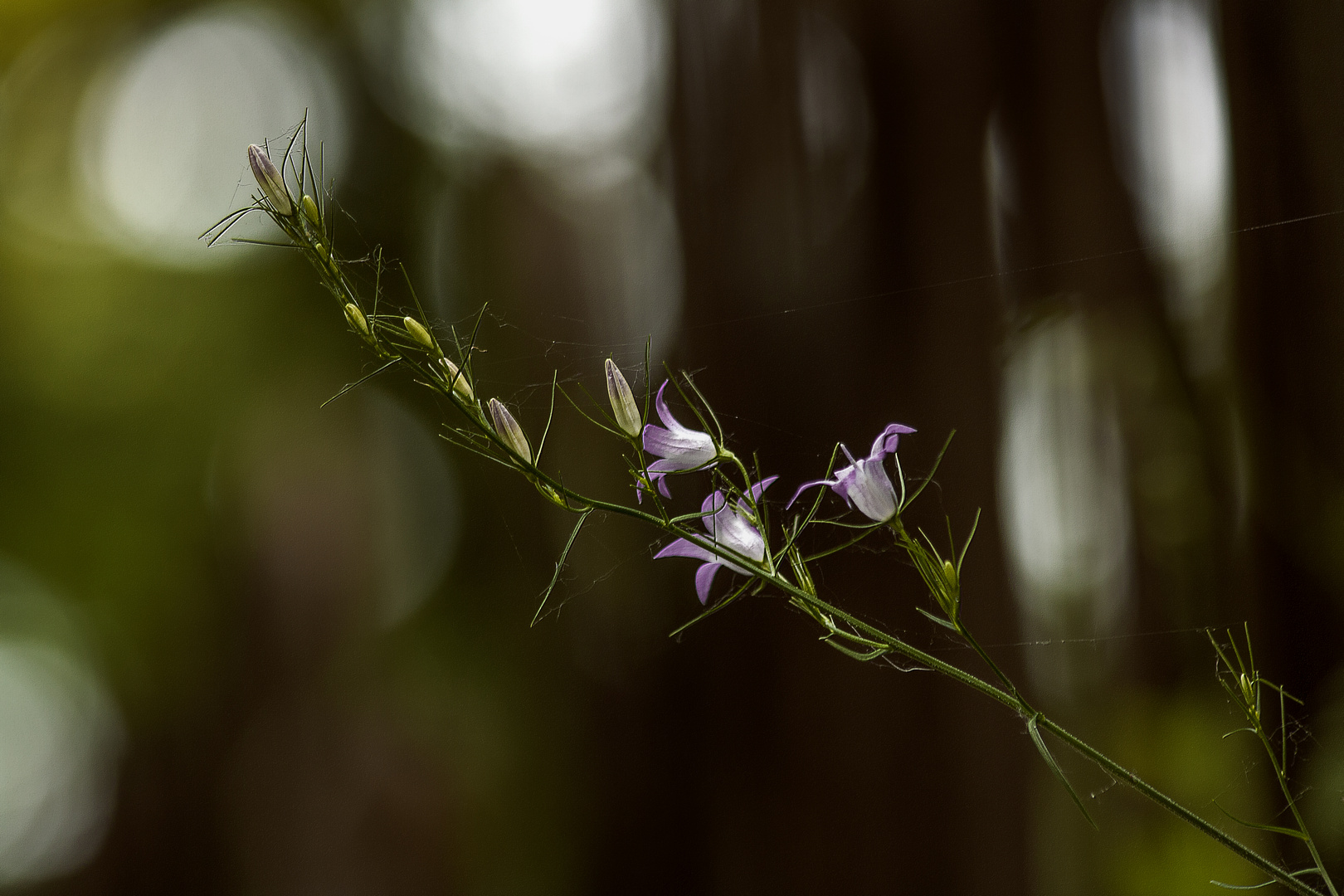 fiore intrappolato