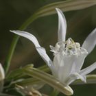 fiore nel deserto