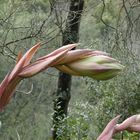 fiore nella foresta di Bucaco portogallo