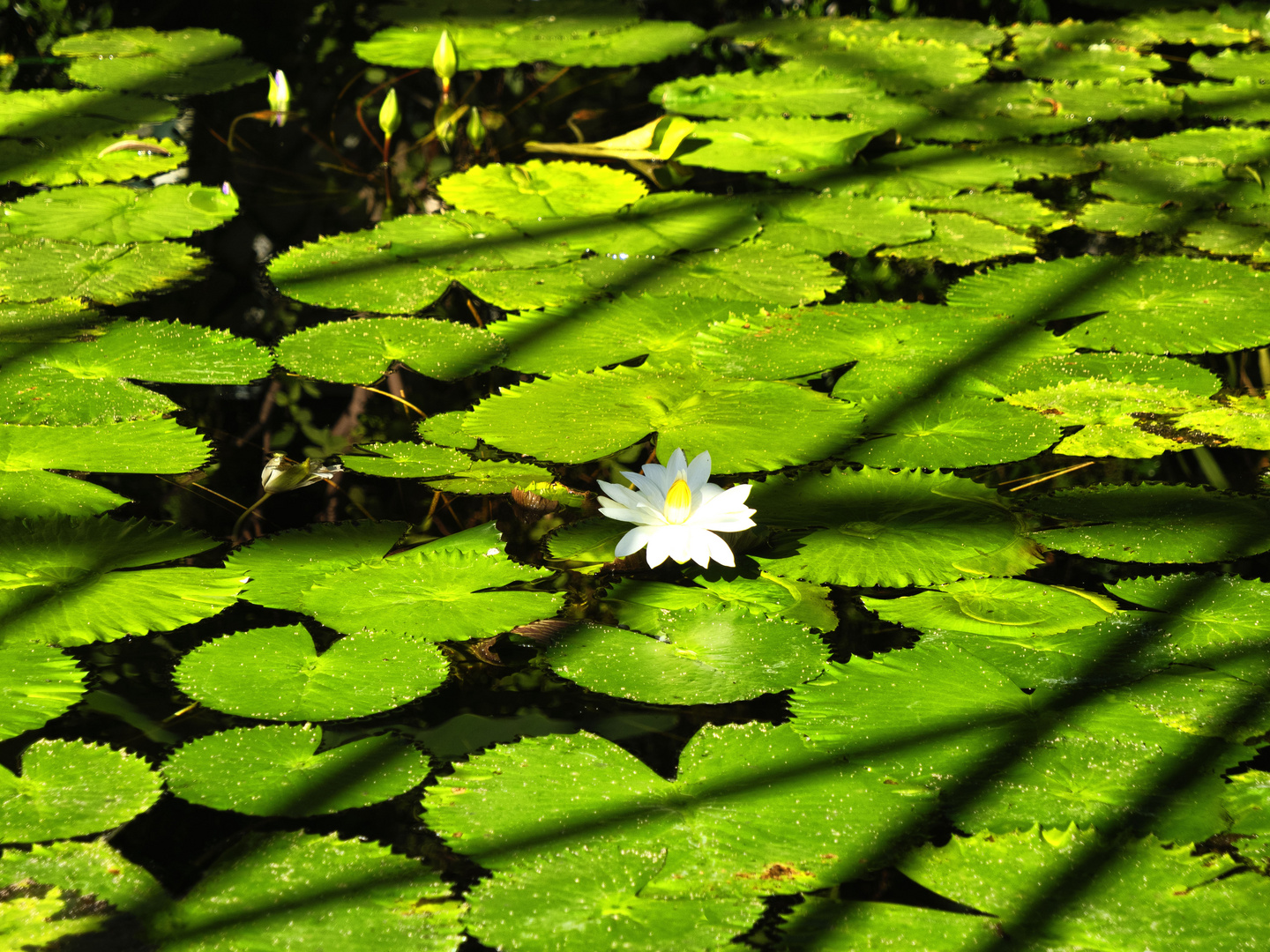 Fiore nell'acqua