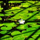 Fiore nell'acqua