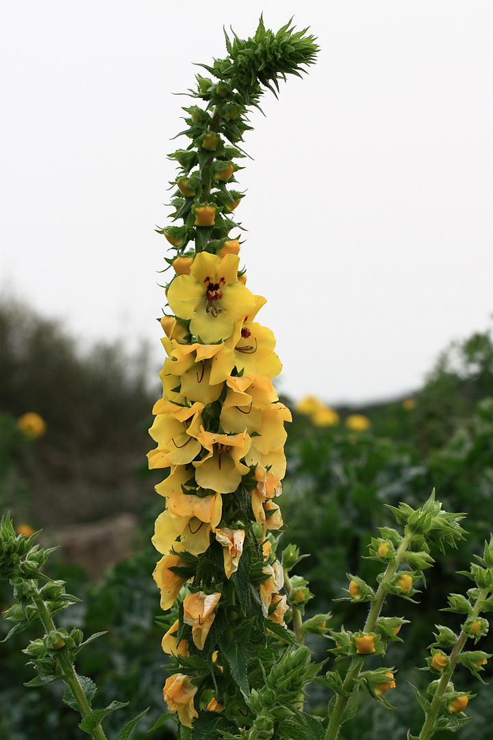 Fiore ( non so il suo nome )