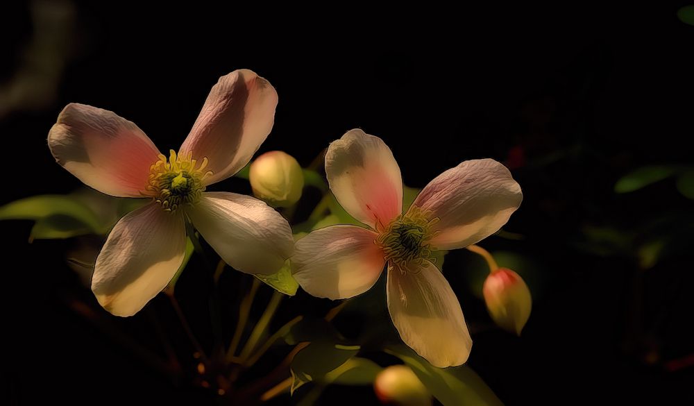 fiore primaverile