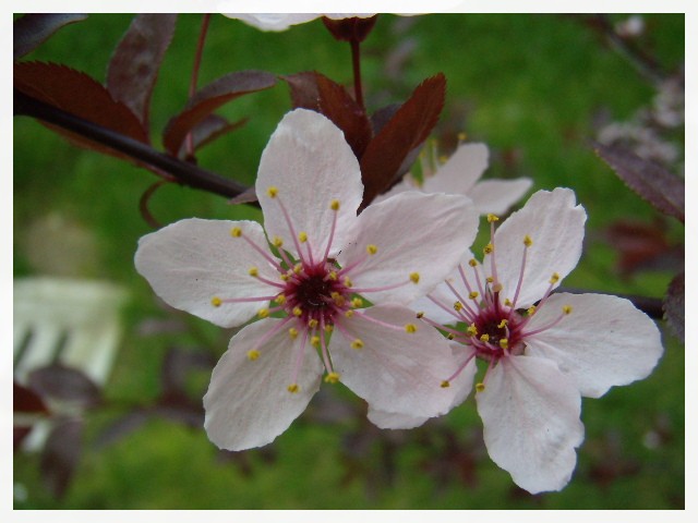 Fiore primaverile