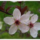 Fiore primaverile