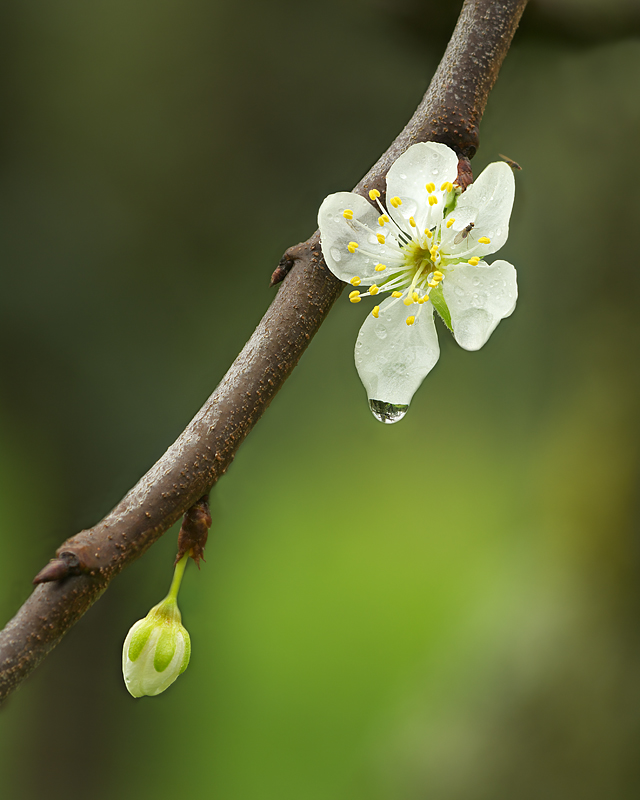 Fiore primaverile