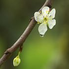 Fiore primaverile