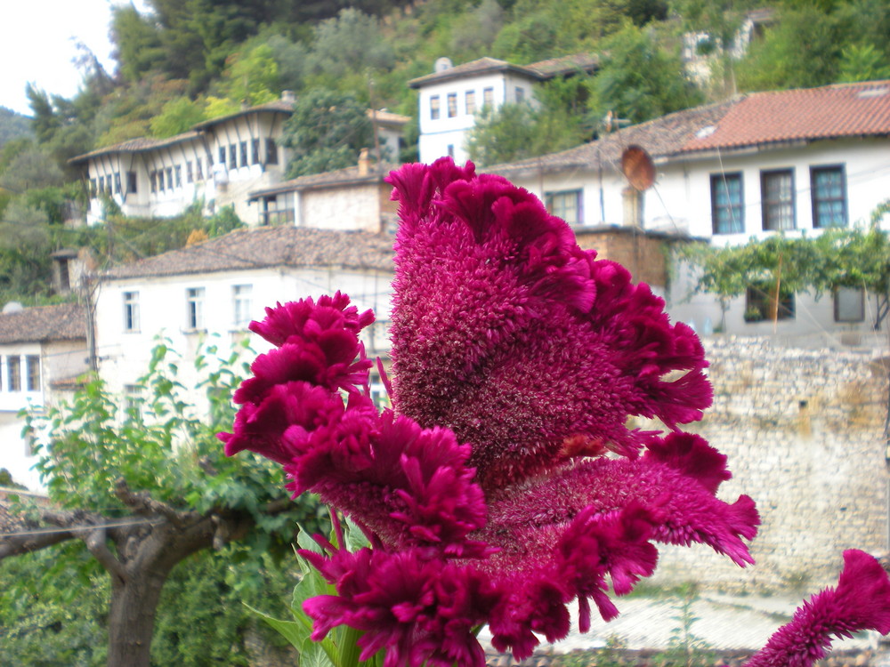 Fiore rosso a Berat