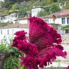 Fiore rosso a Berat