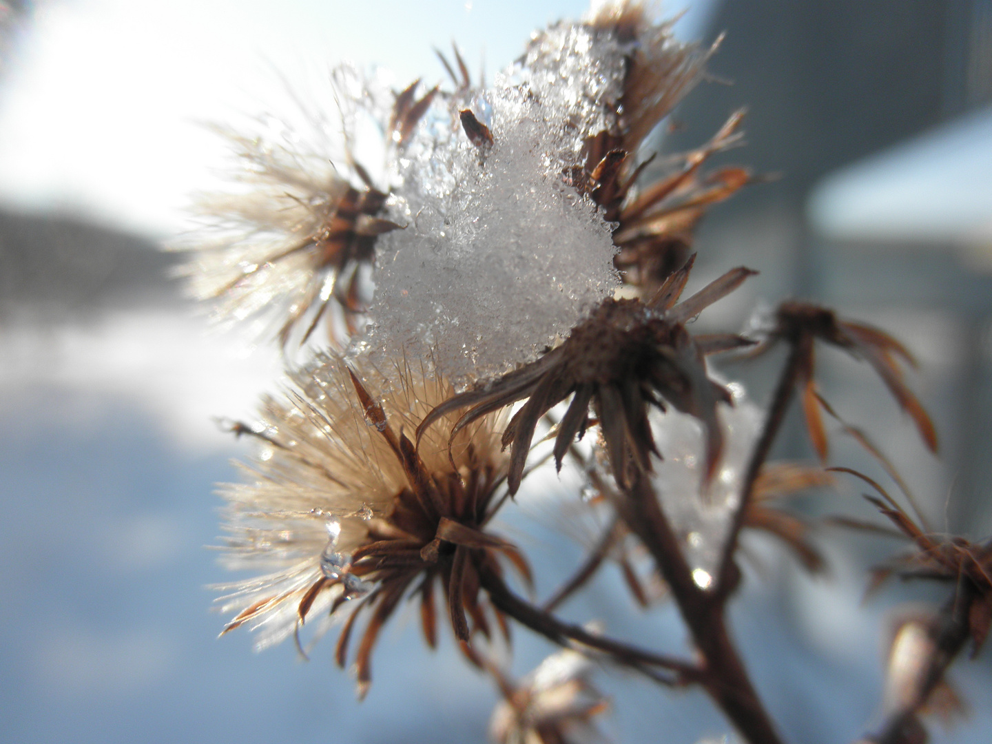 fiore secco con neve