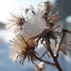 fiore secco con neve