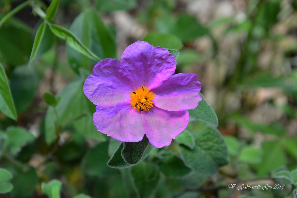 Fiore selvatico