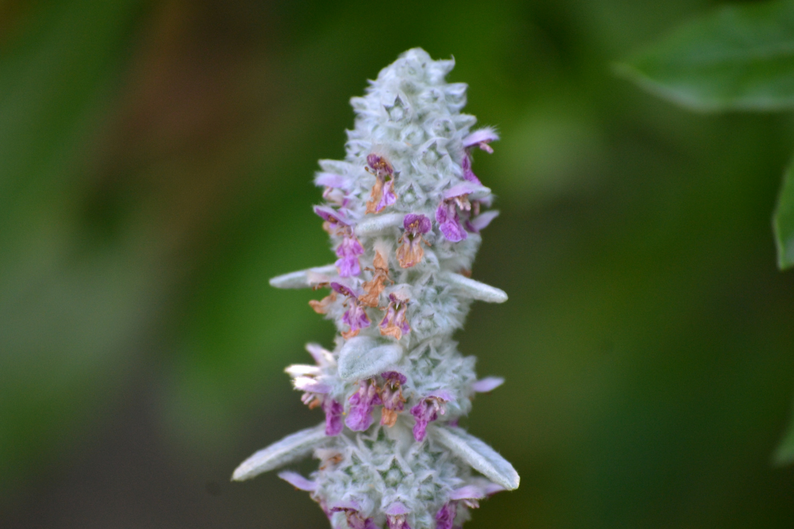 FIORE SOLITARIO BY PINETO CARMINE