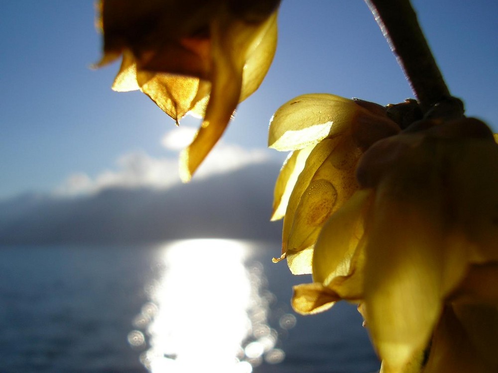 Fiore su lago