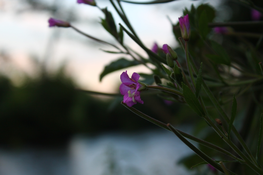 fiore sul fiume