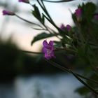 fiore sul fiume