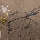 fiore sulla spiaggia