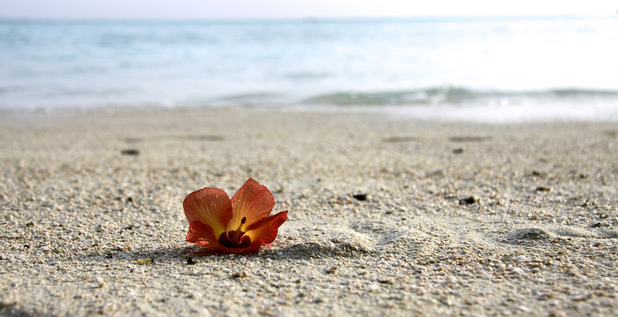 Fiore sulla spiaggia