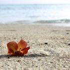 Fiore sulla spiaggia