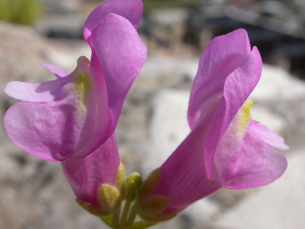 Fiore sulle rocce