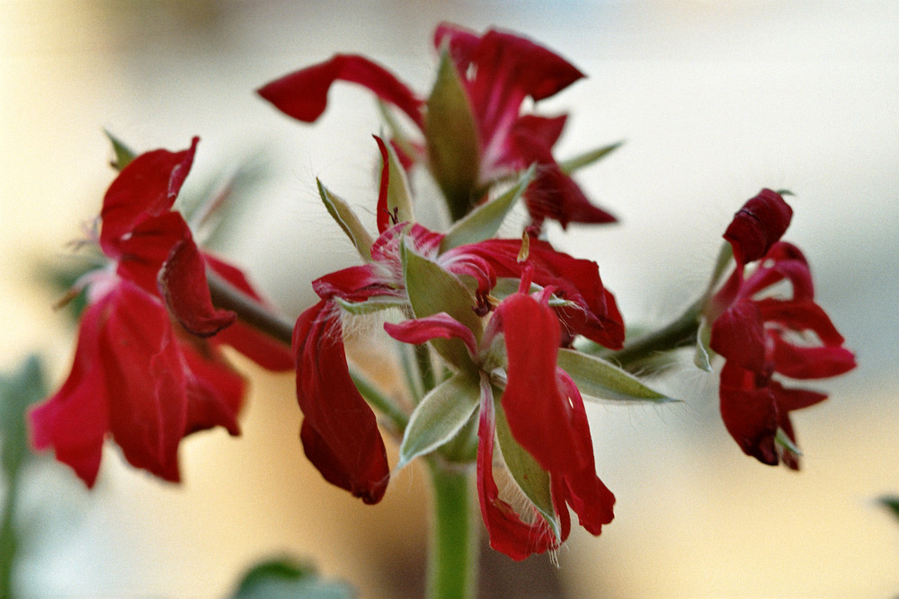 Fiore terrazzo Prato