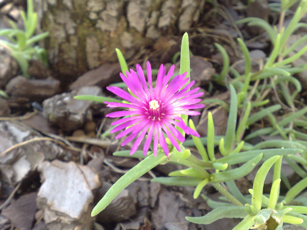 fiore viola