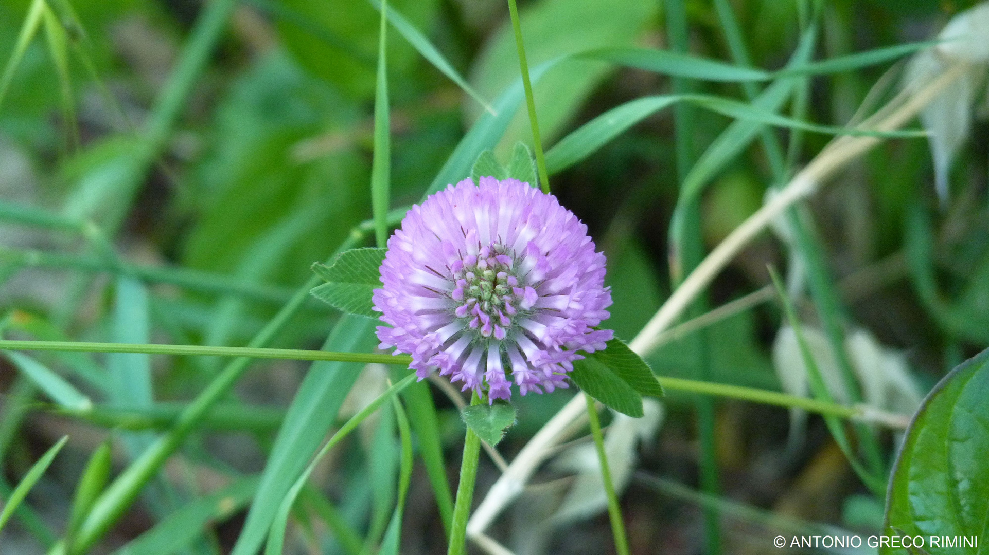 Fiore viola