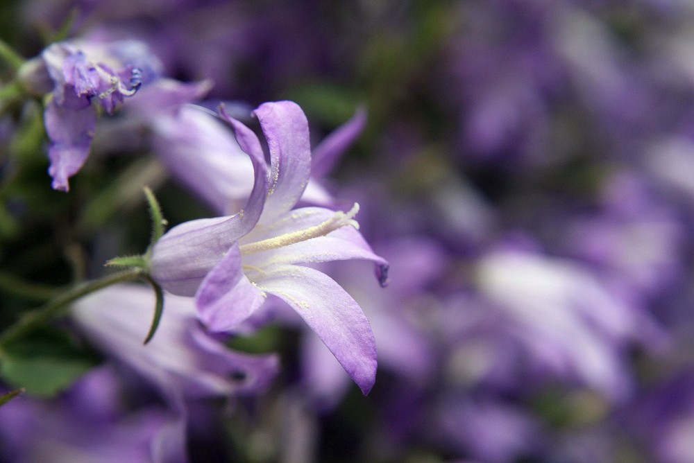 fiore viola