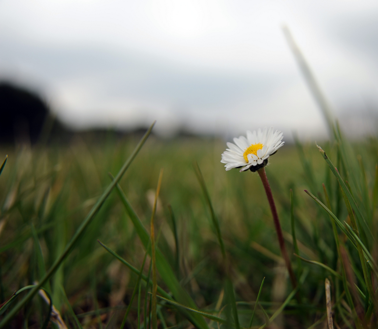 fiore......di primavera