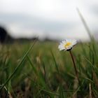 fiore......di primavera