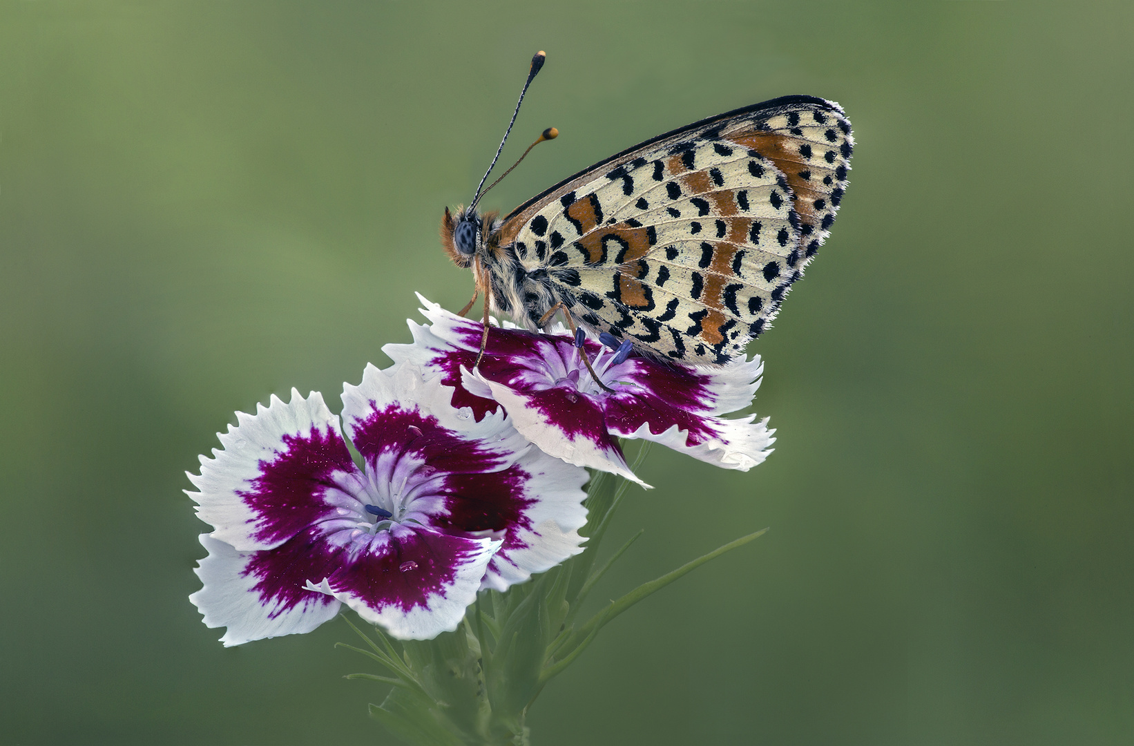 fiorellini…. Foto % Immagini| macro, insetti, fiori Foto su fotocommunity