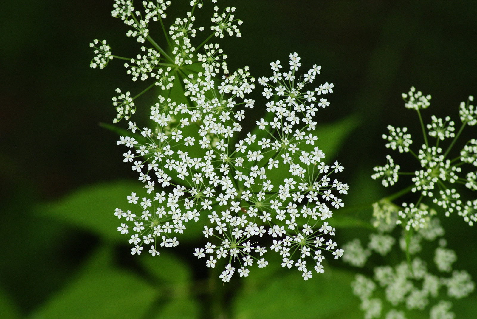 fiorellini bianchi nel verde profondo