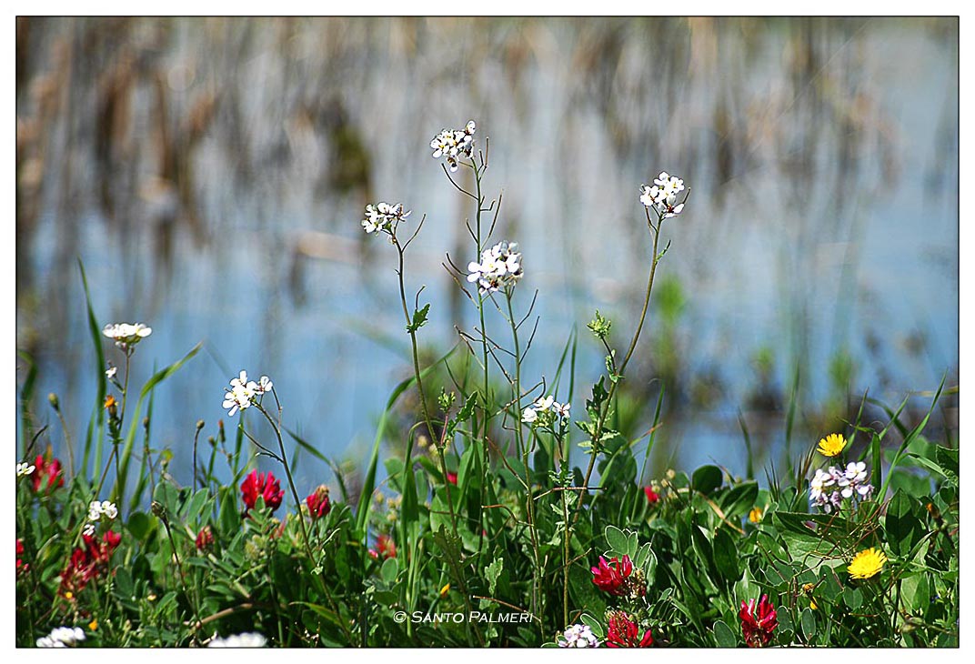 Fiorellini di primavera