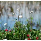 Fiorellini di primavera