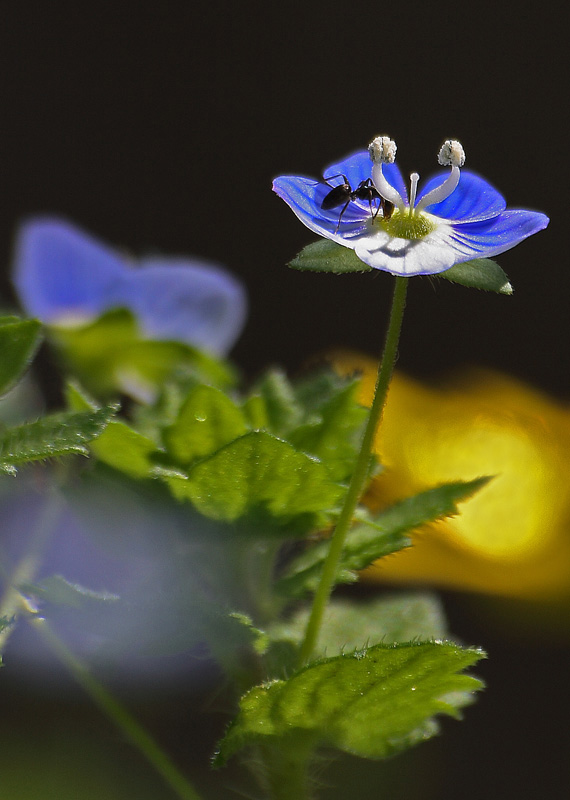 Fiorellino azzurro