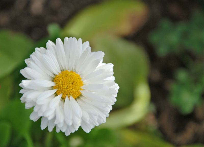 fiorellino-bianco-dbf51df3-2647-4caa-954